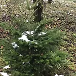 золота рибка * Sławsko