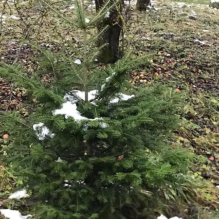 золота рибка * Sławsko