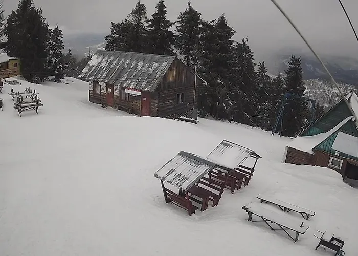 золота рибка Slavske