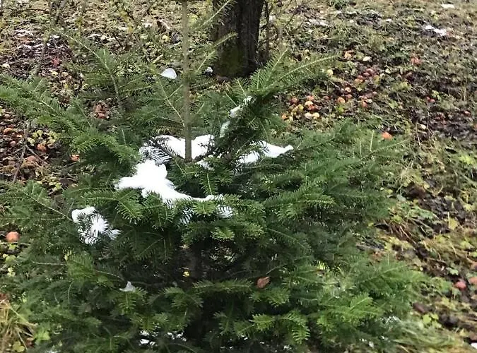 золота рибка * Szlavszke